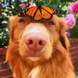 Meet Milo, the “Butterfly King” Who’s Inspiring People to Slow Down and Appreciate Nature — Dogster