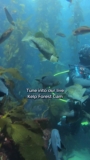 Monterey Bay Aquarium — It’s a feeding frenzy in the Kelp Forest exhibit!