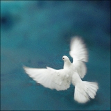 >>> PEACE