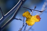 how can i say goodbye to autumn when all around me i can still taste and see and touch and smell her spirit
