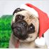 Tis The Season!!