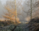 Light on a Foggy Day