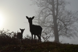 Deer in the Mist – Merry Christmas!