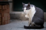 Nice to meet you, Mr Imaginary Cat