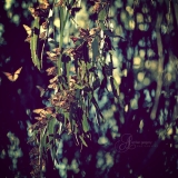 They seemed to come suddenly upon happiness as if they had surprised a butterfly in the winter woods