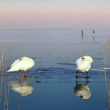 Two rare winter visitors along the Gouwsea