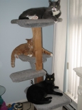 Christmas Tree (cat style)