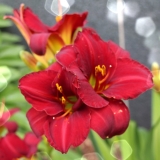 Sonnenberg Gardens & Mansion Historic Park ~ Canandaigua NY ~  Christmas Lily