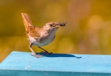 Come fly with me…..House Wren with fly White Point Reserve Palos Verdes Peninsula California  238
