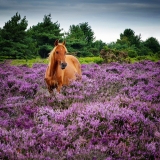 Pony Tale…