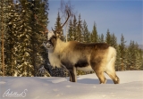 Reindeer