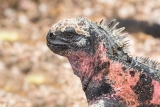 Marine Iguana 500_3186.jpg