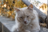 The sleeping cat