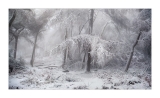 Winter Wonderland 2