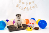 Momo the Pug Turns 15! – Play Pet Brands