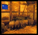 Christmas is over – silence is in the stable again