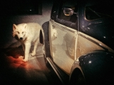 When Red Riding Hood Got Her Licence…