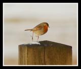 Snowy robin hop!