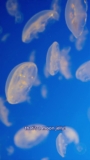 Monterey Bay Aquarium — 🪼🌙 Moon jellies are more than pretty faceless…