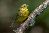 Yellowhammer..