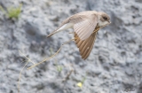 DSC1830  Sand Martin…