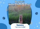 Out On a Walk (August 17, 2026) — Dogster