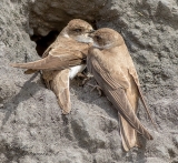 DSC1628  Sand Martins..
