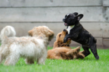 5-minute rule for your puppy’s