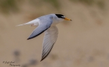 DSC7319  Little Tern..