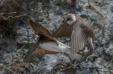DSC5689  Sand Martins…