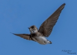 DSC6275  Sand Martin…