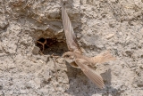 DSC5642  Sand Martin…