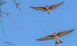 DSC6104  Sand Martins..