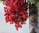 Christmas Palm fruits