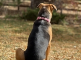 When Love Meant Letting Murphy Go — Dogster
