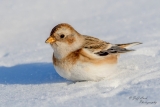 DSC2476  Snow Bunting..