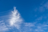 Christmas tree in the sky! – formed by unique cloud patterns over our garden