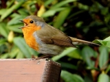 Sing to whom song is given!