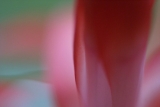 Sea of color