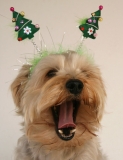 Tis the season to be jolly … ;)