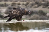 Aquila chrysaetos
