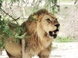 Lion In The Shade (Panthera leo)