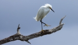 Snowy Egret