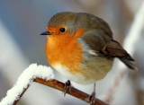 Winter Robin