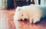 fur ball
