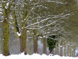 Avenue with Snow