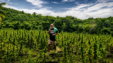 Can Jamaica’s Cannabis Permits Help Legacy Growers?