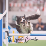 New Podcast Episode – Why did my dog drop that bar?