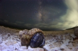 Milky Way Hermit crab