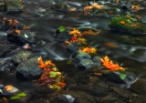 Watercolors – Serpentine River – Tynehead Regional Park in Surrey